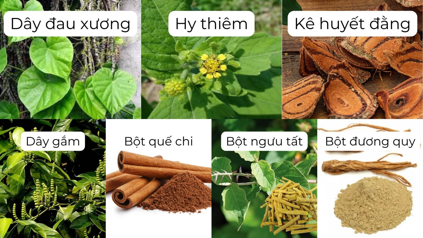 Thành phần chính có trong xương khớp Bách Thảo Đan