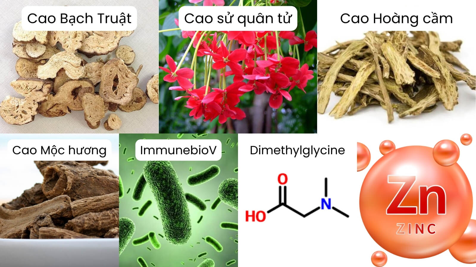 Thành phần chính có trong Đại Tràng Á Âu 