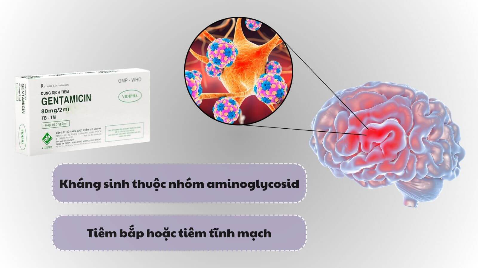 Gentamicin giúp điều trị nhiễm khuẩn nặng như viêm màng não