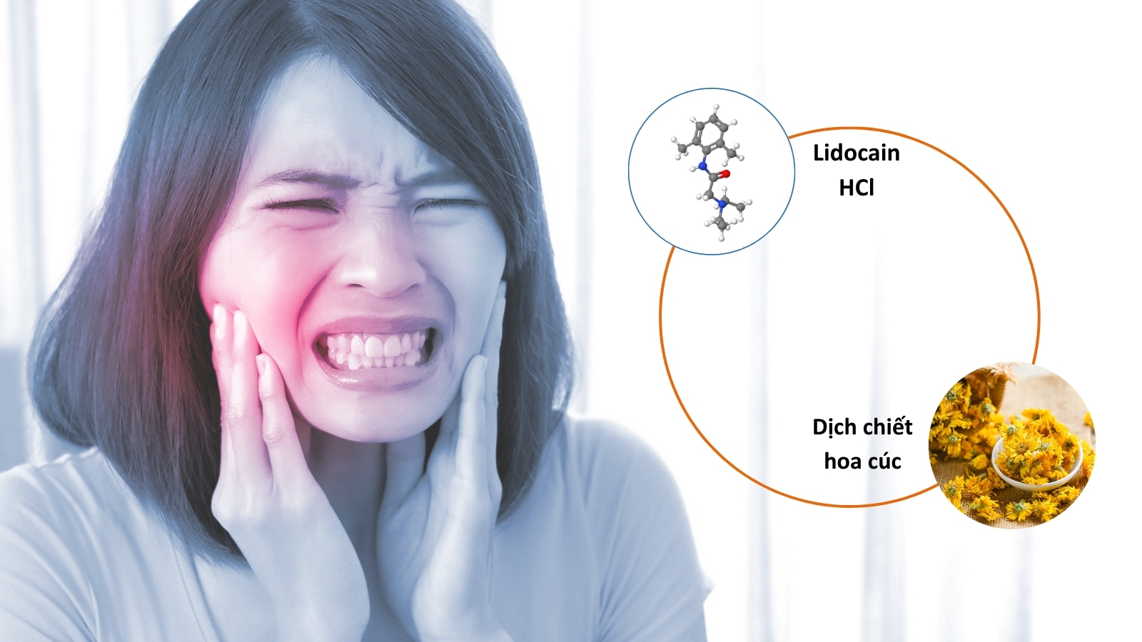 Thành phần chính Lidocaine HCl và dịch chiết hoa cúc giúp chống viêm, giảm đau