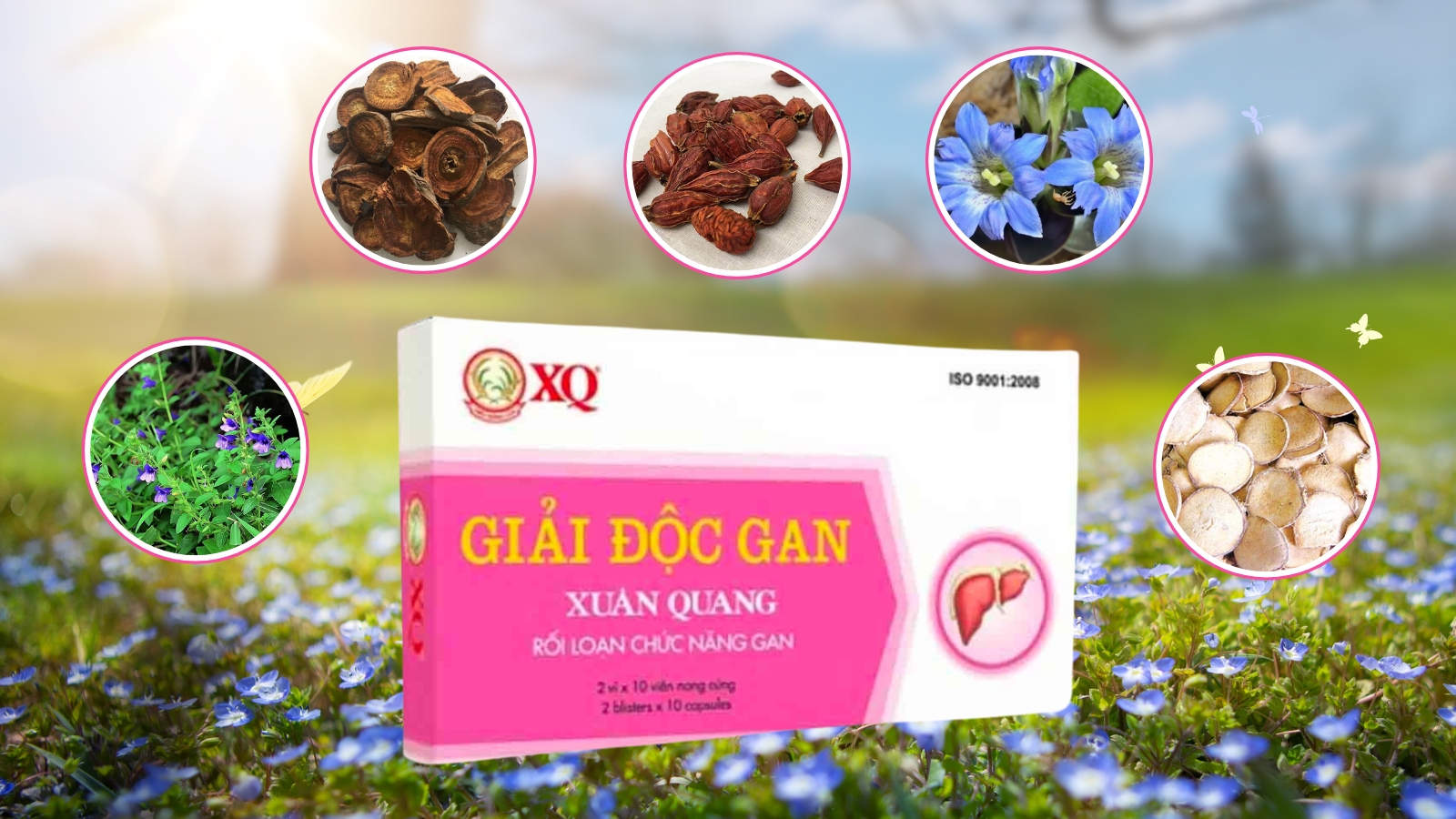 Giải độc gan Xuân Quang - Hỗ trợ chức năng gan