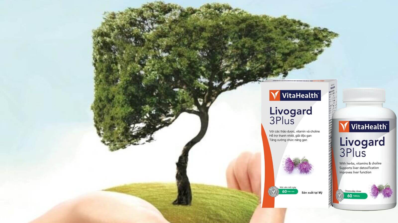  Livogard 3Plus hỗ trợ cải thiện chức năng gan.