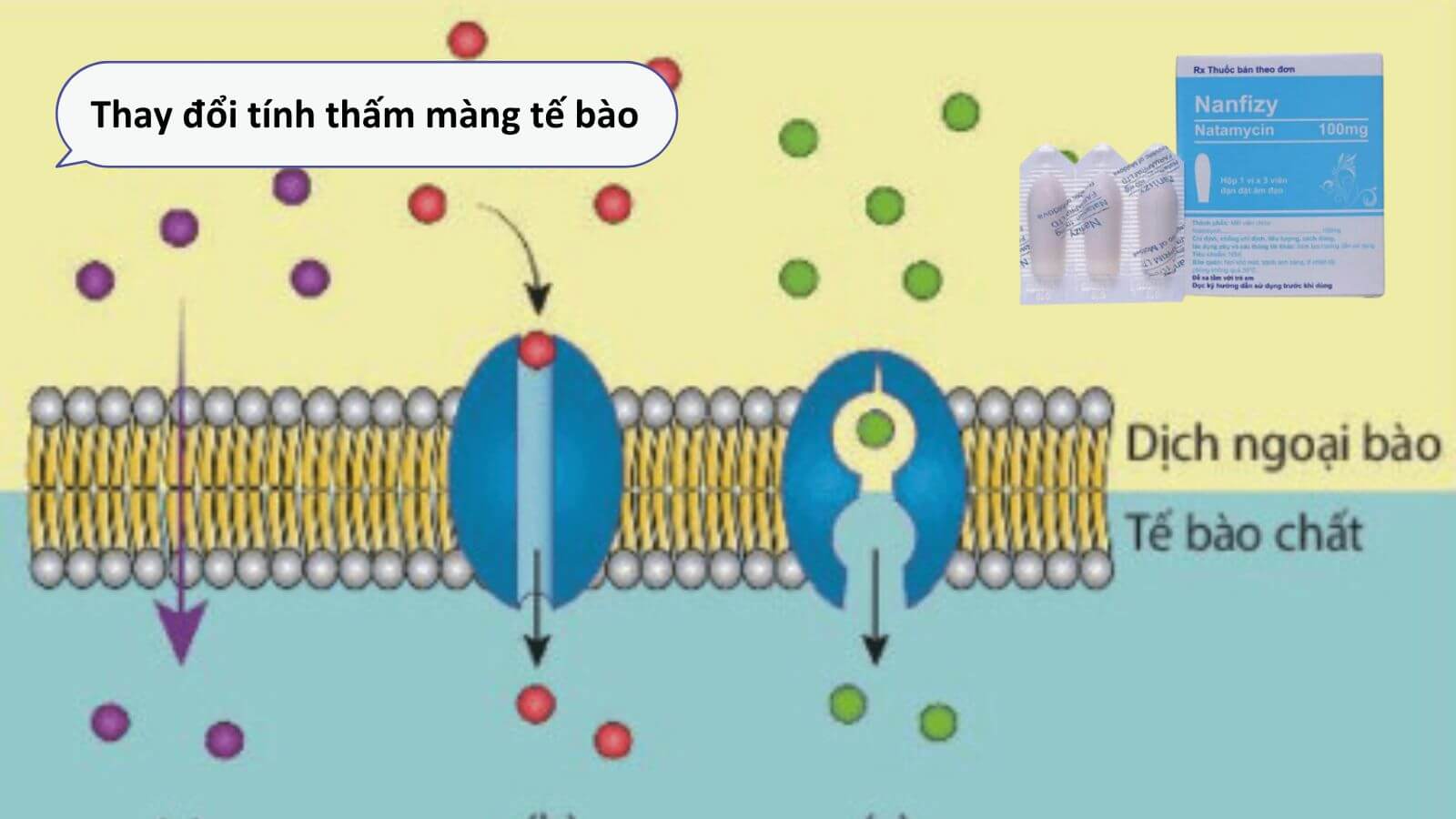 Cơ chế tác dụng của Nanfizy