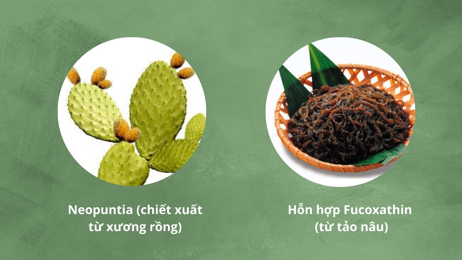 Thành phần chính là Neopuntia và Fucoxanthin