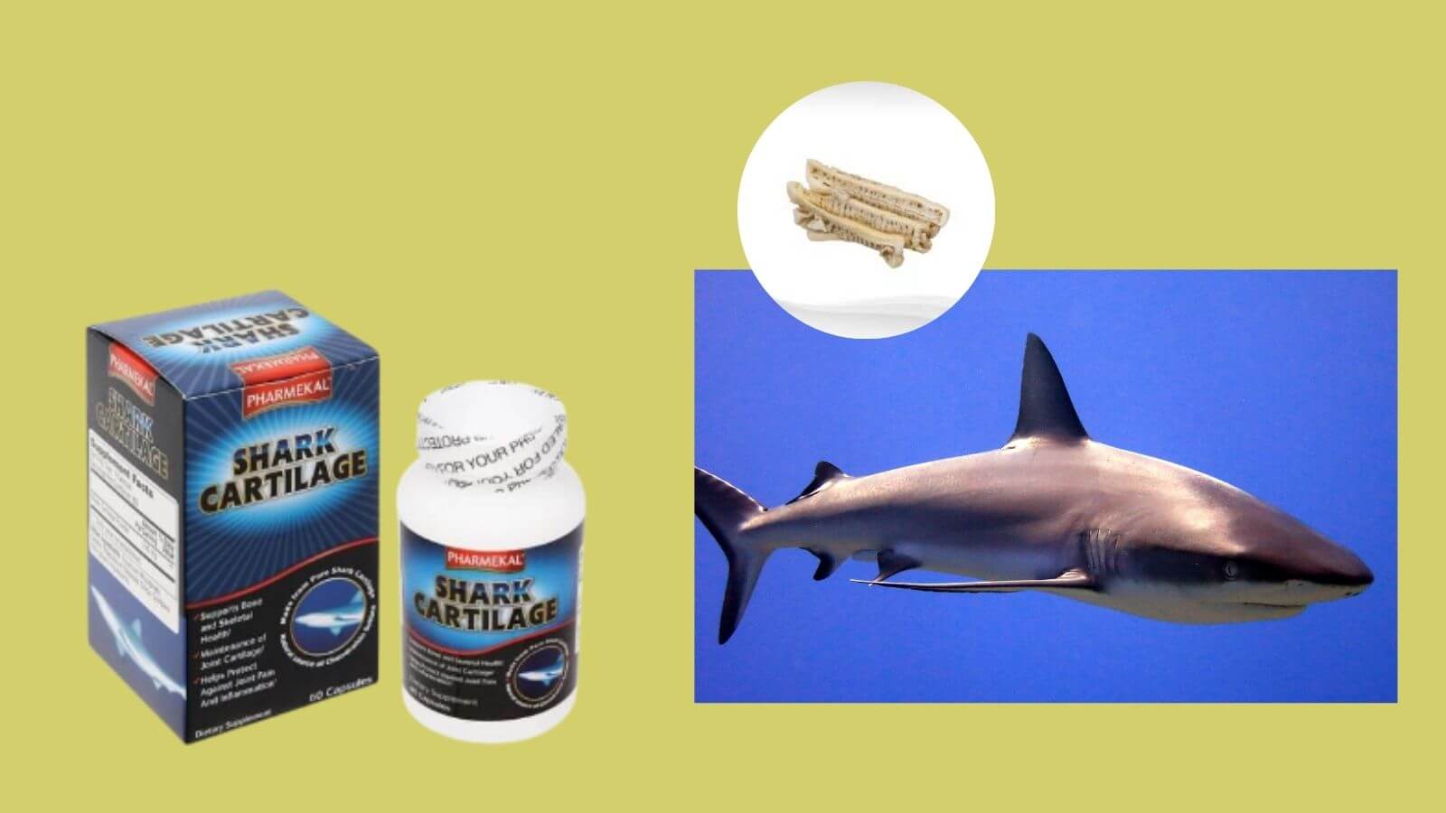    Shark Cartilage chứa sụn vi cá mập