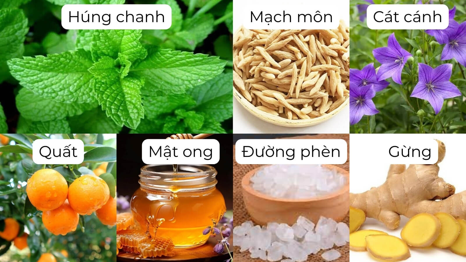 Các thành phần chính có trong siro ho cảm Ích Nhi