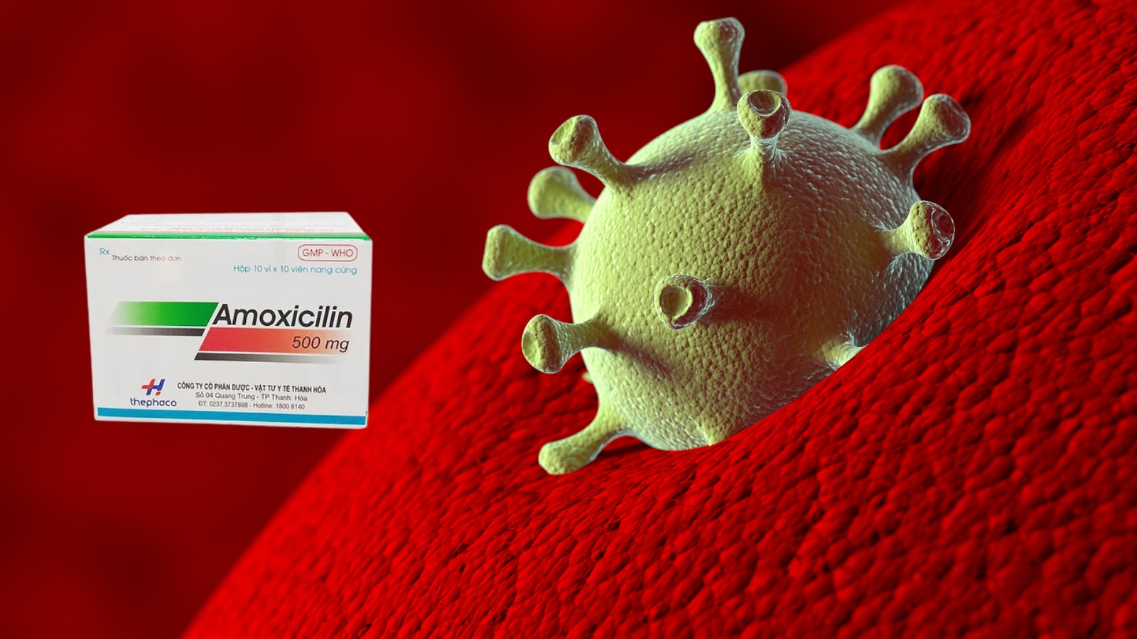 Amoxicillin là một kháng sinh phổ rộng, có hiệu quả chống lại nhiều loại vi khuẩn Gram dương và Gram âm.