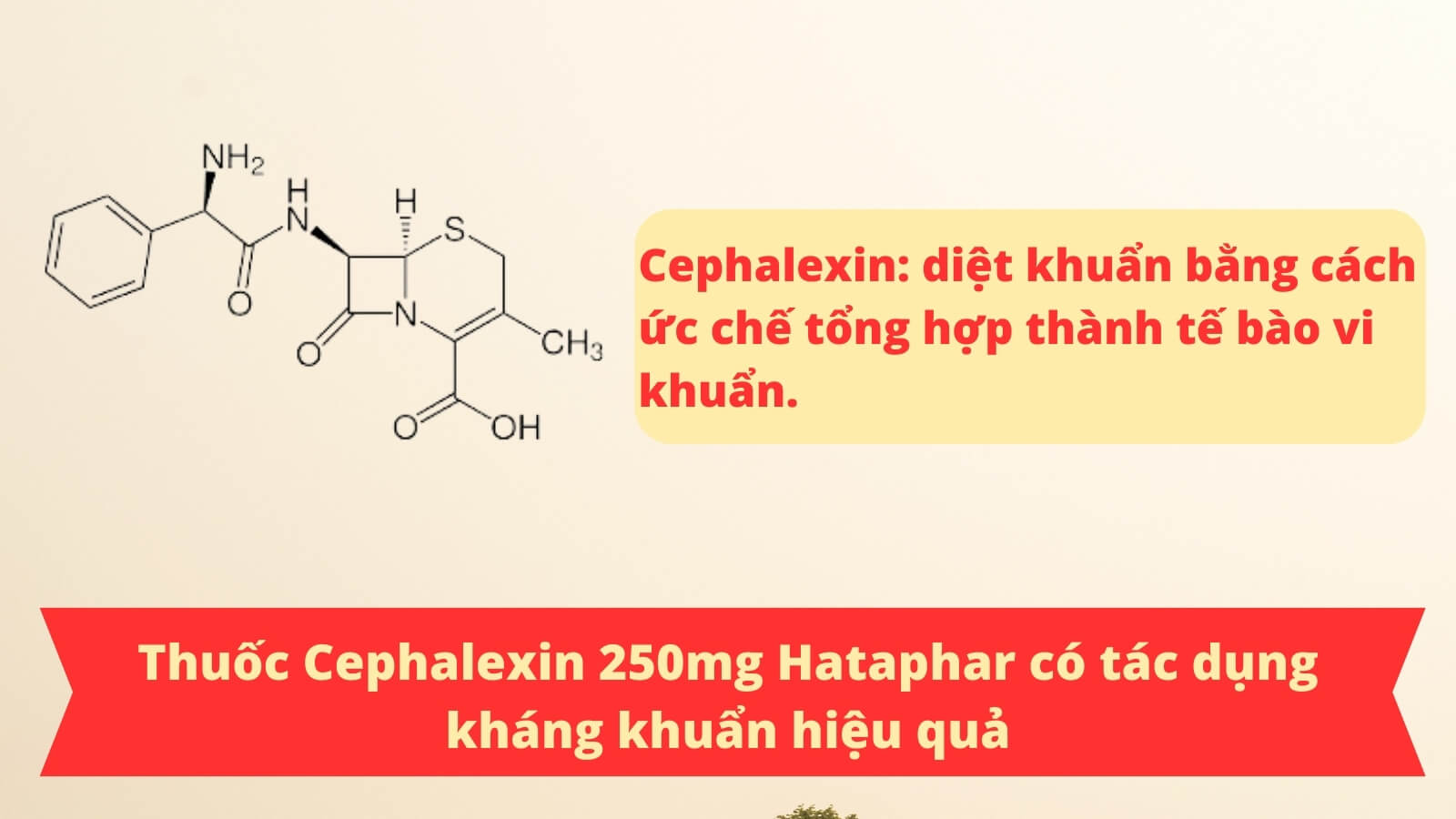 Thuốc Cephalexin 250mg Hataphar chứa kháng sinh giúp kháng khuẩn hiệu quả