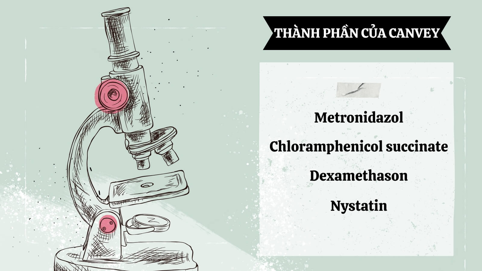 Nhóm thành phần cấu tạo nên Canvey