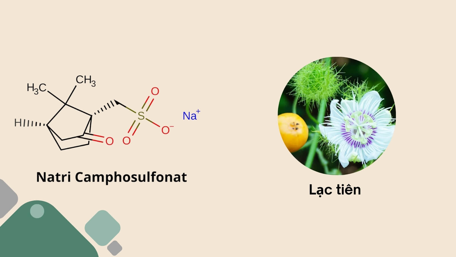 Cortonyl có tác dụng trợ tim, an thần