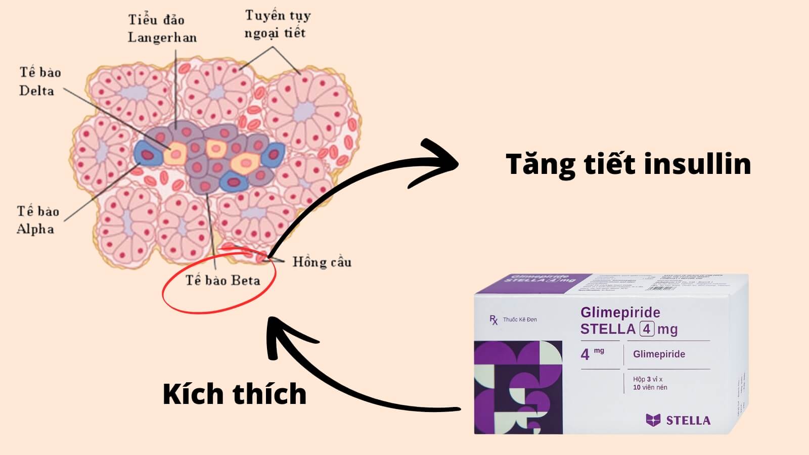 Glimepiride Stada 4mg chỉ định điều trị đái tháo đường tuýp 2