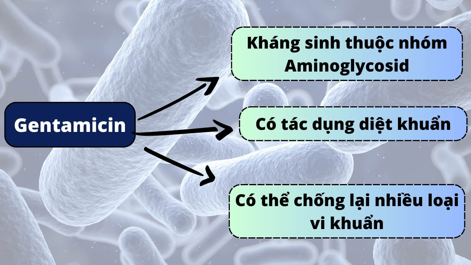 Gentamicin có tác dụng diệt khuẩn