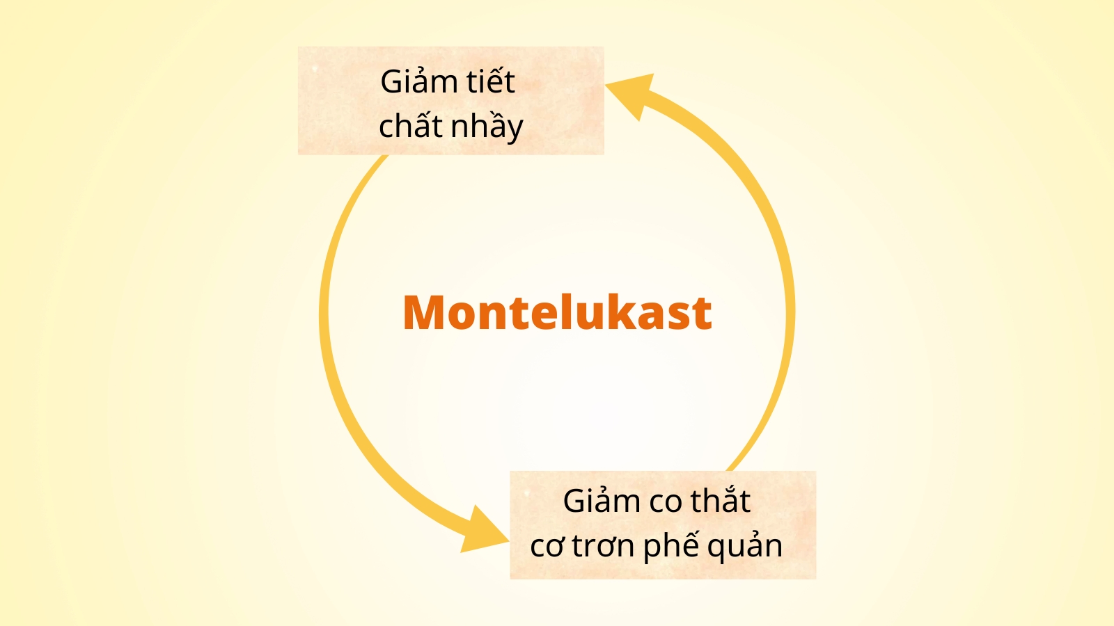 Montelukast giúp làm giảm việc co thắt của cơ trơn trong phế quản và giảm tiết chất nhầy