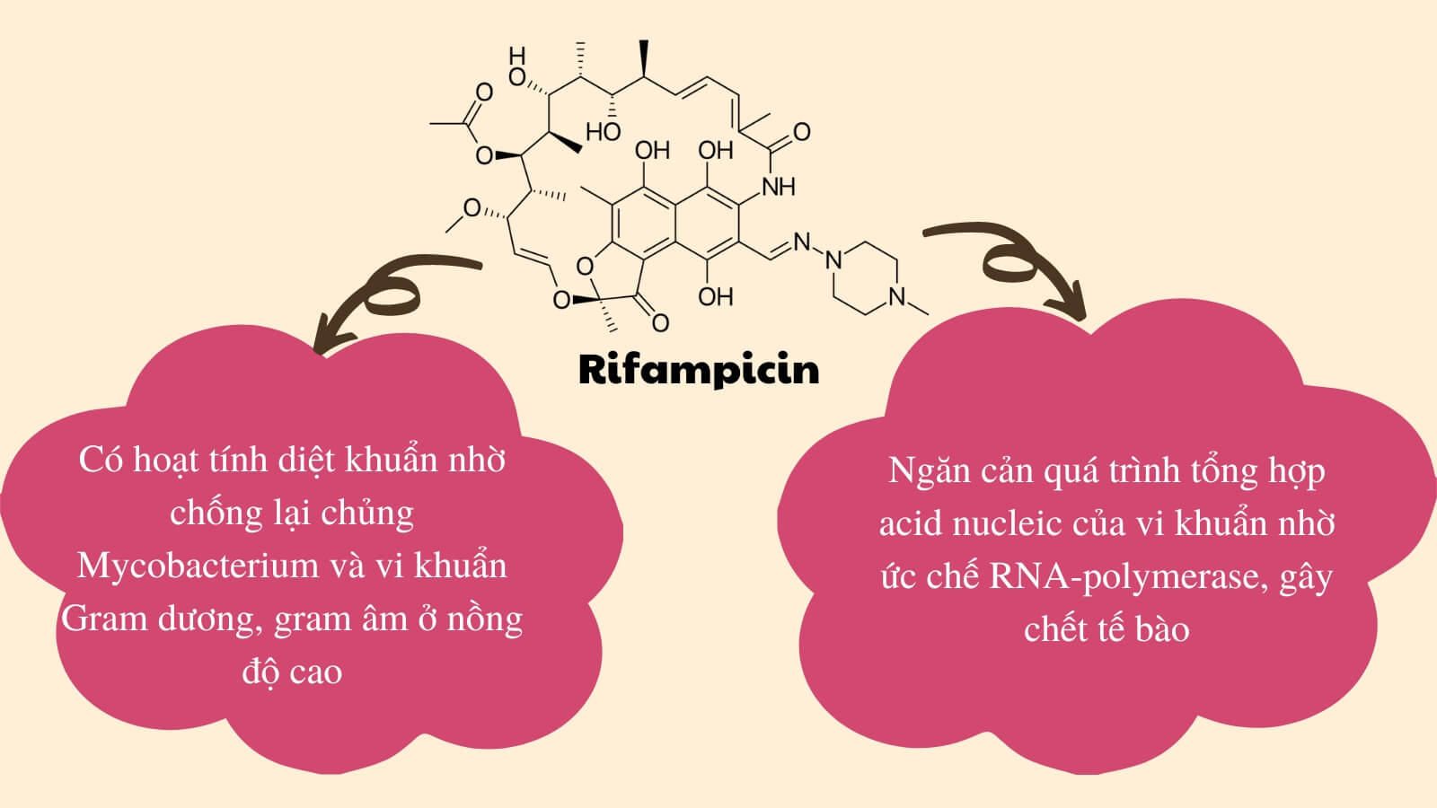 Rifampicin có hoạt tính diệt khuẩn, hiệu quả trong điều trị lao, phong