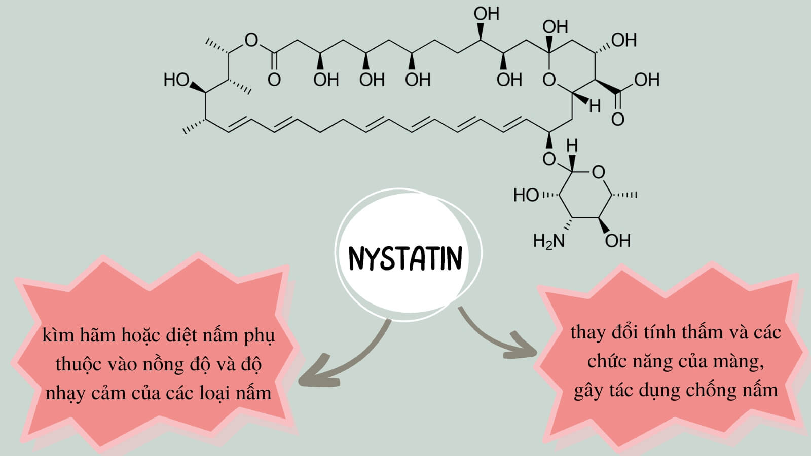 Nystatin có khả năng chống nấm hiệu quả