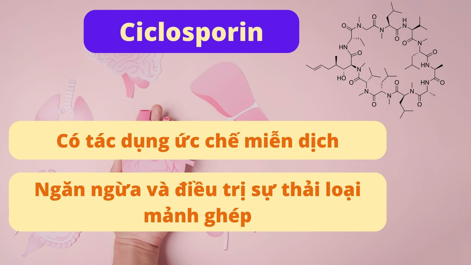 Ciclosporin giúp ức chế miễn dịch hiệu quả