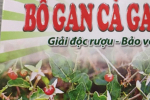 Bổ gan Cà gai leo